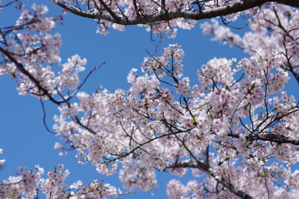 f:id:tangefarm:20100408123012j:image f:id:tangefarm:20100408123012j:image