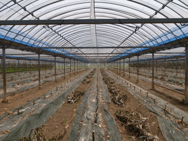 f:id:tangefarm:20100710121227j:image f:id:tangefarm:20100710121227j:image