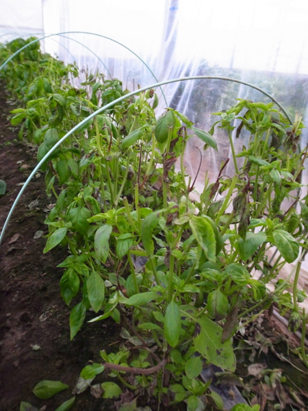 f:id:tangefarm:20111224145424j:image f:id:tangefarm:20111224145424j:image