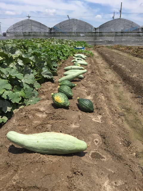 f:id:tangefarm:20150702200618j:image f:id:tangefarm:20150702200618j:image