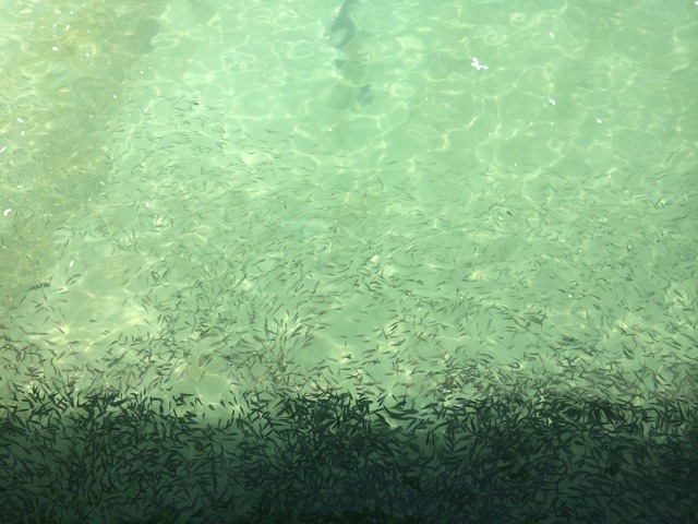 f:id:tanisanpo:20141014094623j:plain f:id:tanisanpo:20141014094623j:plain