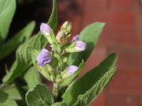 f:id:tannenbaum:20070422094703j:image:left f:id:tannenbaum:20070422094703j:image:left