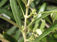 f:id:tannenbaum:20070422094750j:image:right