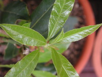 f:id:tannenbaum:20070422095026j:image:left