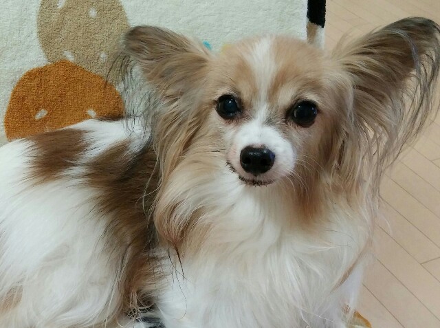f:id:tanpopotanpopo:20160118124844j:image f:id:tanpopotanpopo:20160118124844j:image