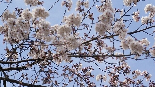 f:id:tanpopotanpopo:20160329151123j:image f:id:tanpopotanpopo:20160329151123j:image