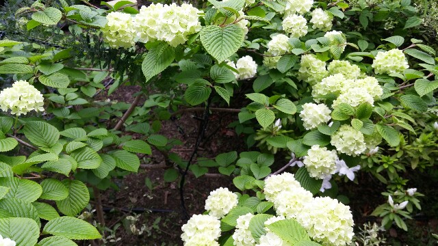 f:id:tanpopotanpopo:20160422194510j:image f:id:tanpopotanpopo:20160422194510j:image