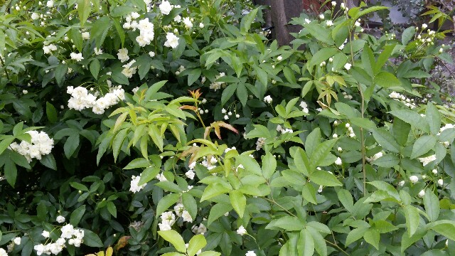f:id:tanpopotanpopo:20160422194658j:image f:id:tanpopotanpopo:20160422194658j:image