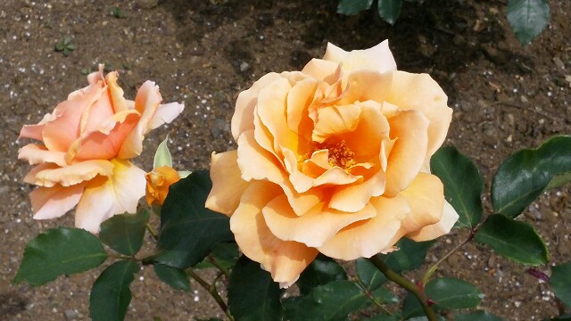 f:id:tanpopotanpopo:20160510005239j:image f:id:tanpopotanpopo:20160510005239j:image