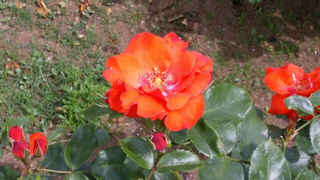 f:id:tanpopotanpopo:20160510005519j:image f:id:tanpopotanpopo:20160510005519j:image