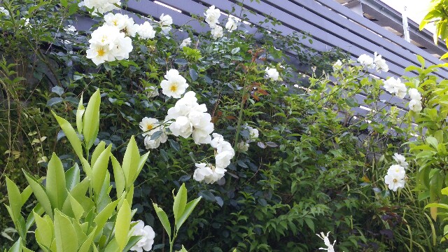 f:id:tanpopotanpopo:20160524132950j:image f:id:tanpopotanpopo:20160524132950j:image