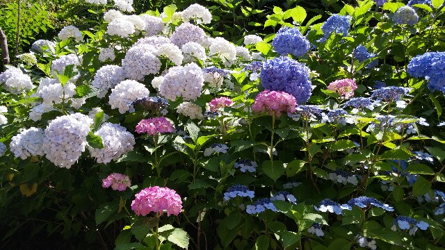 f:id:tanpopotanpopo:20160611151731j:image f:id:tanpopotanpopo:20160611151731j:image