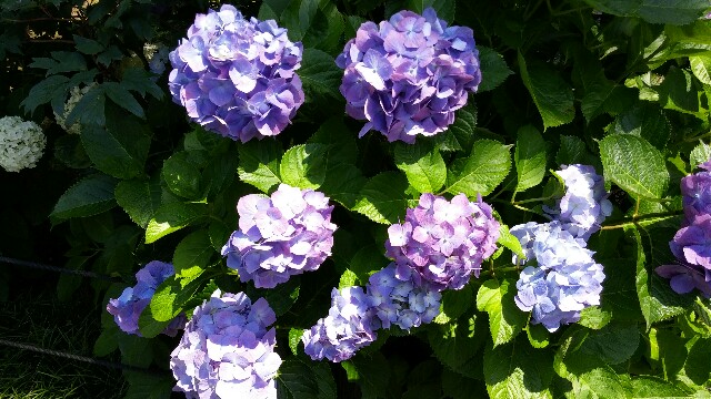 f:id:tanpopotanpopo:20160611153717j:image f:id:tanpopotanpopo:20160611153717j:image