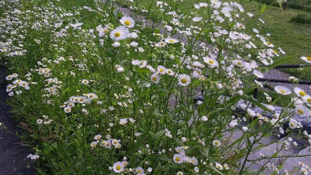 f:id:tanpopotanpopo:20160702054518j:image f:id:tanpopotanpopo:20160702054518j:image