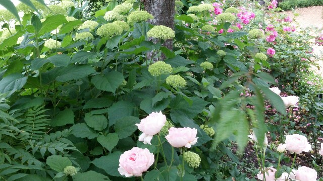 f:id:tanpopotanpopo:20160706081120j:image f:id:tanpopotanpopo:20160706081120j:image