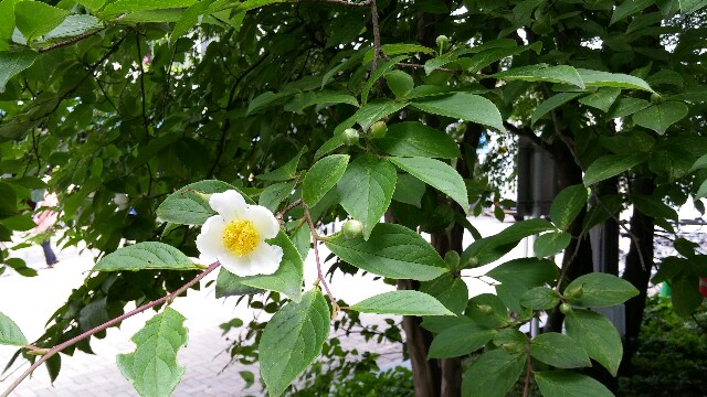 f:id:tanpopotanpopo:20160707124042j:image f:id:tanpopotanpopo:20160707124042j:image