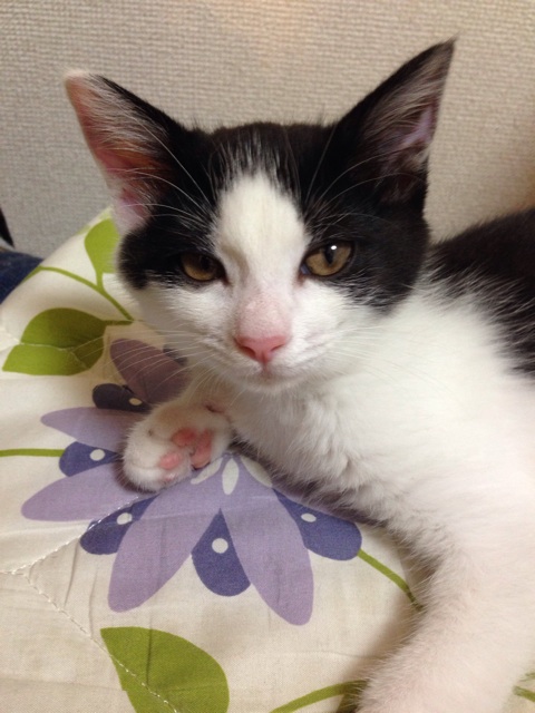f:id:tarako3016:20140712162034j:plain f:id:tarako3016:20140712162034j:plain