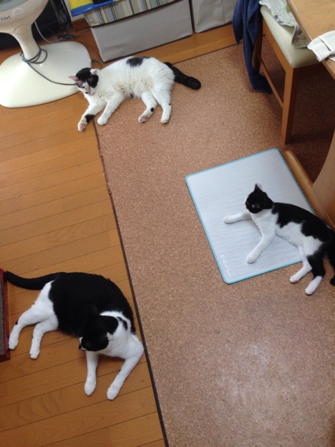 f:id:tarako3016:20140807224825j:plain f:id:tarako3016:20140807224825j:plain
