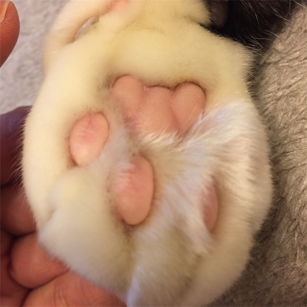 f:id:tarako3016:20151127212645j:image f:id:tarako3016:20151127212645j:image