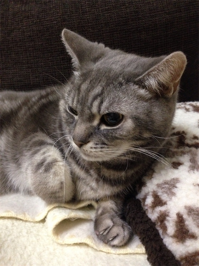 f:id:tarako3016:20151130232427j:image f:id:tarako3016:20151130232427j:image