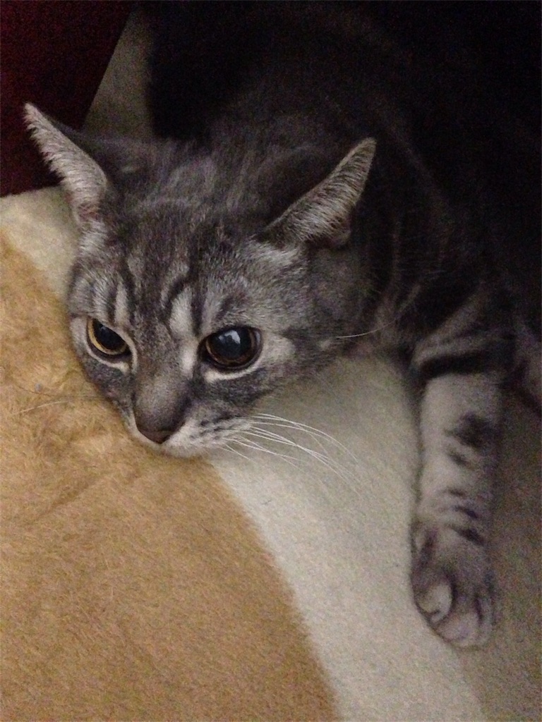 f:id:tarako3016:20151130234529j:image f:id:tarako3016:20151130234529j:image