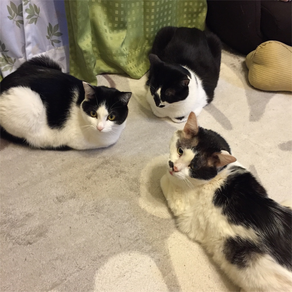 f:id:tarako3016:20151223222617j:image f:id:tarako3016:20151223222617j:image