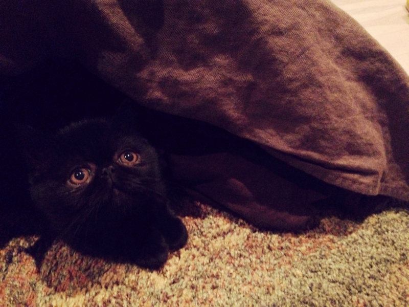 f:id:taremekun:20141115170908j:plain