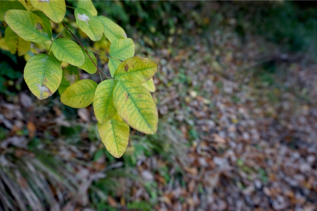 f:id:taroandjiro:20151123134623j:image f:id:taroandjiro:20151123134623j:image