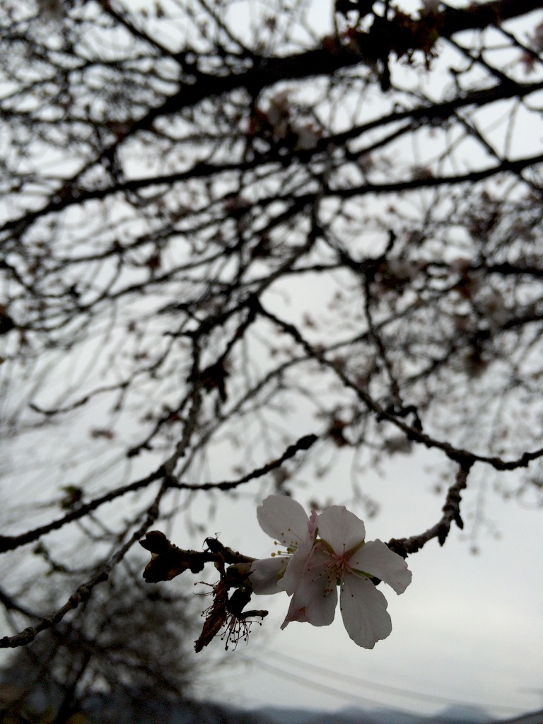 f:id:taroandjiro:20151123134803j:image f:id:taroandjiro:20151123134803j:image