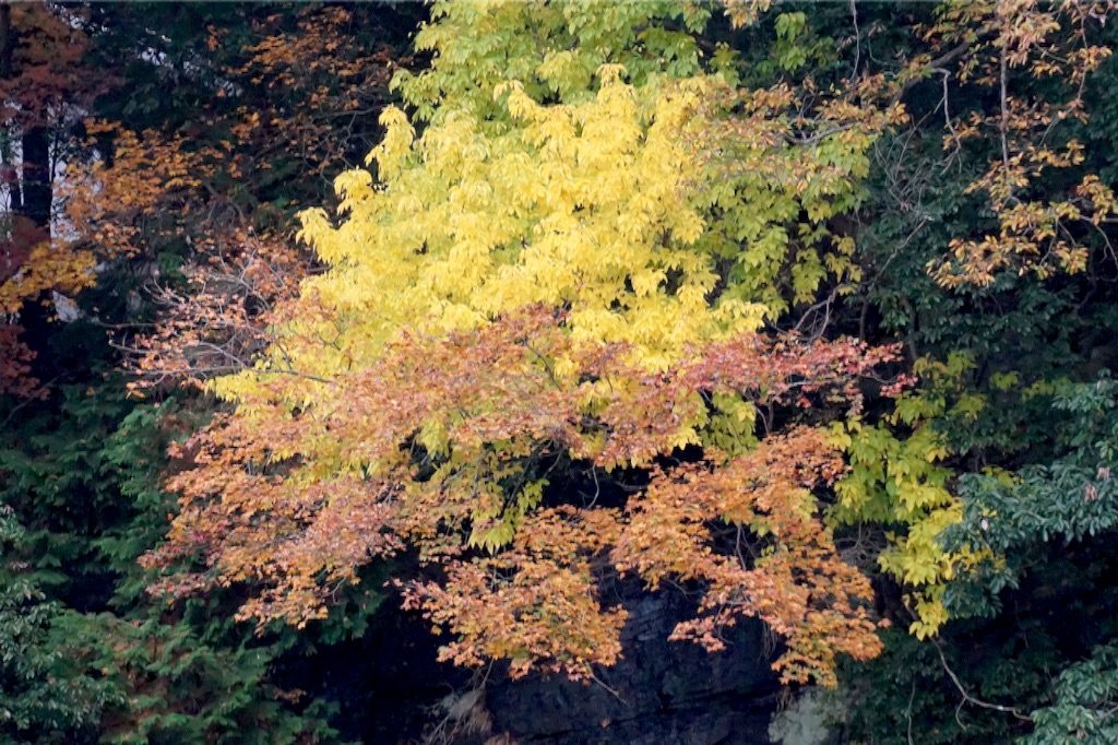 f:id:taroandjiro:20151123135105j:image f:id:taroandjiro:20151123135105j:image