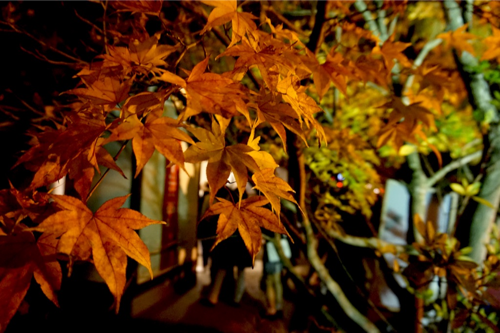 f:id:taroandjiro:20151123135443j:image f:id:taroandjiro:20151123135443j:image