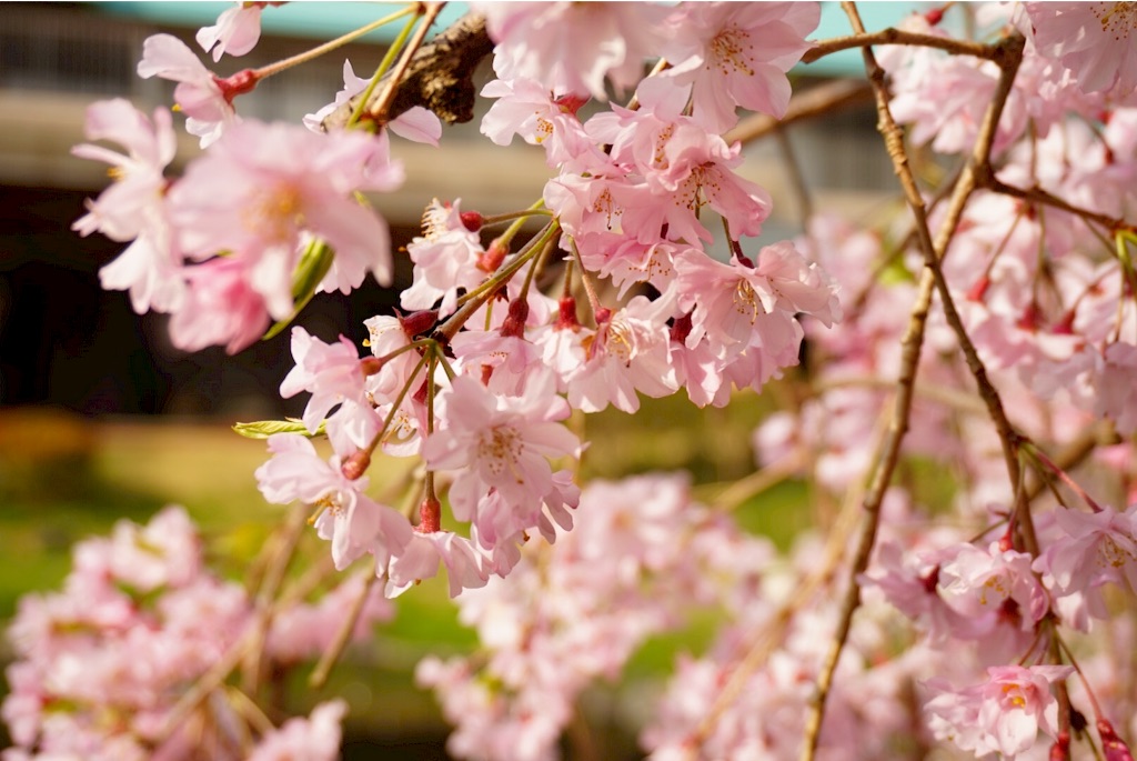 f:id:taroandjiro:20160410185525j:image f:id:taroandjiro:20160410185525j:image