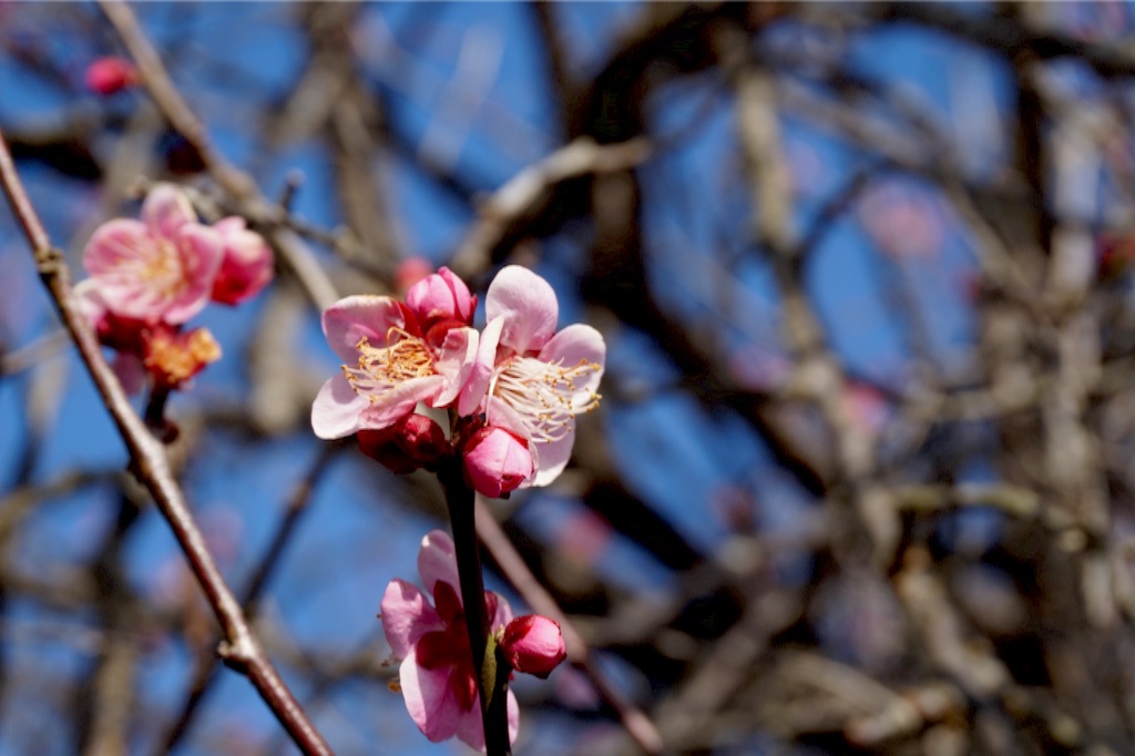 f:id:taroandjiro:20160425100922j:image f:id:taroandjiro:20160425100922j:image