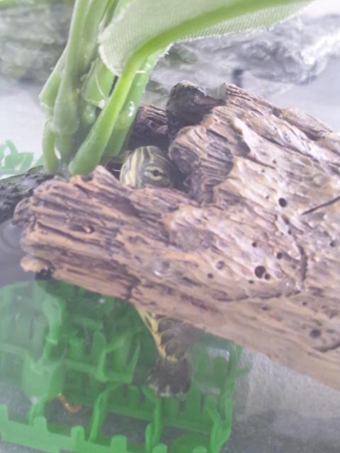 f:id:tarojiroko:20120729072913j:plain f:id:tarojiroko:20120729072913j:plain
