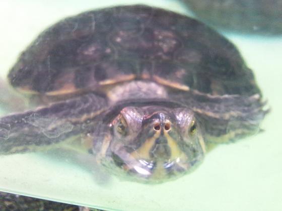 f:id:tarojiroko:20120810153212j:plain f:id:tarojiroko:20120810153212j:plain
