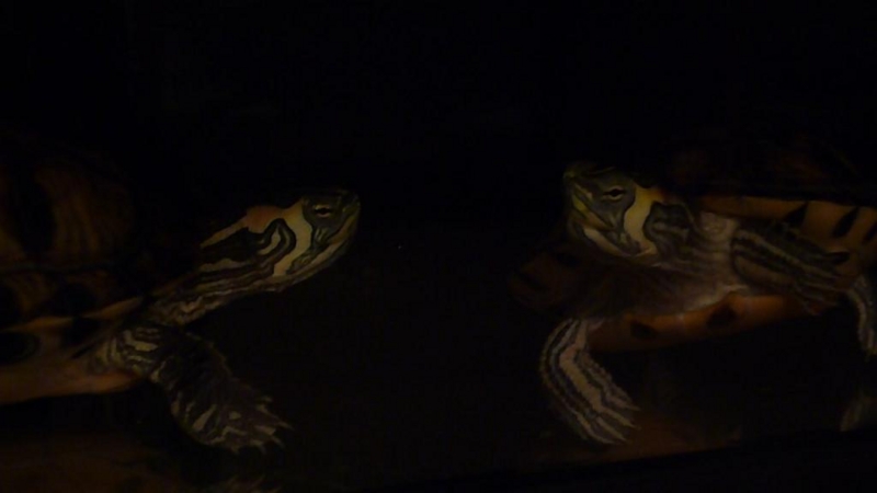 f:id:tarojiroko:20121213015932j:plain f:id:tarojiroko:20121213015932j:plain