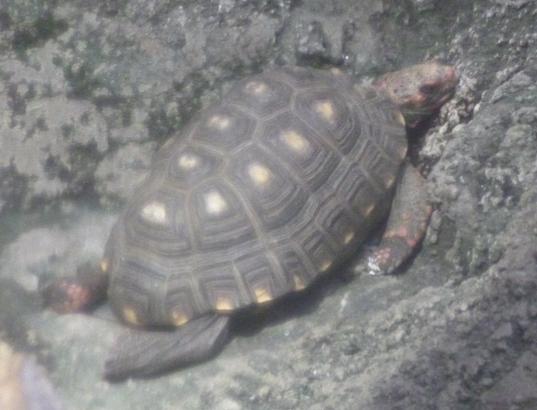 f:id:tarojiroko:20130113154050j:plain f:id:tarojiroko:20130113154050j:plain