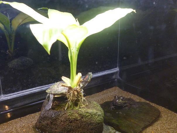 f:id:tarojiroko:20130113154747j:plain f:id:tarojiroko:20130113154747j:plain