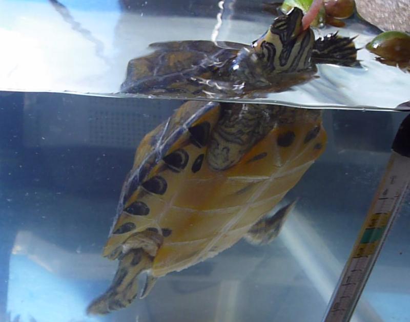 f:id:tarojiroko:20140822160736j:plain f:id:tarojiroko:20140822160736j:plain
