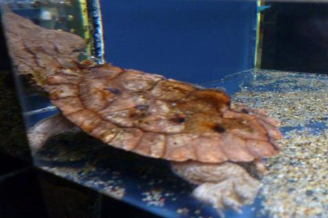 f:id:tarojiroko:20140930155120j:plain f:id:tarojiroko:20140930155120j:plain