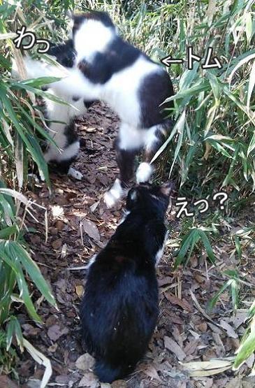 f:id:tarojiroko:20150328153446j:plain