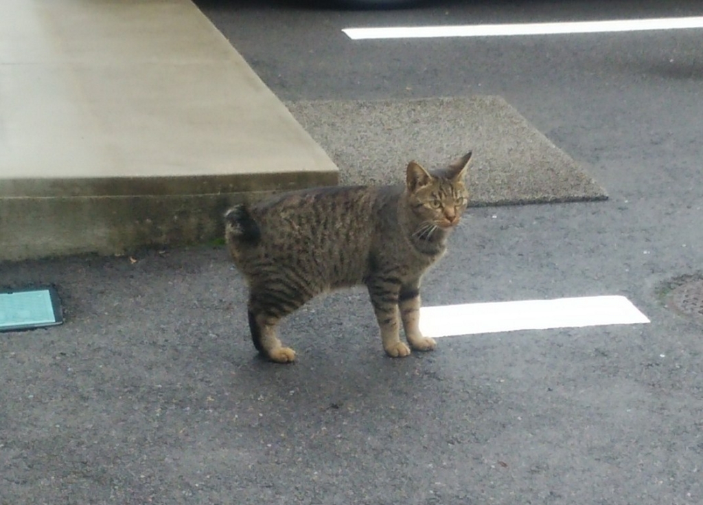 f:id:tarojiroko:20151108103608j:plain