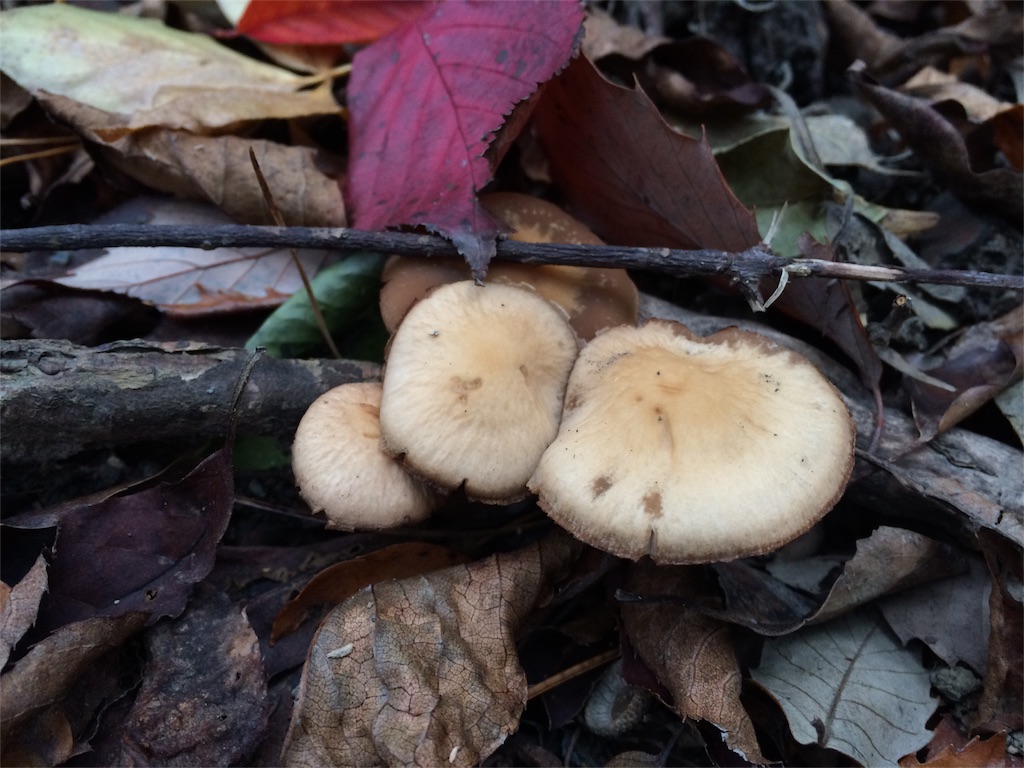 f:id:tasano-kona:20151128183447j:image f:id:tasano-kona:20151128183447j:image