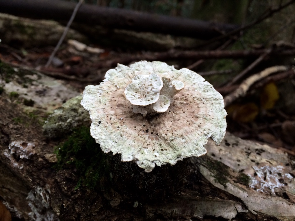 f:id:tasano-kona:20151128183458j:image f:id:tasano-kona:20151128183458j:image