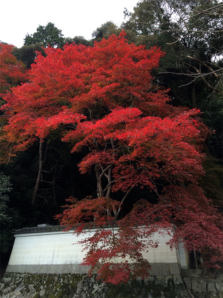 f:id:tasano-kona:20151206165632j:image f:id:tasano-kona:20151206165632j:image