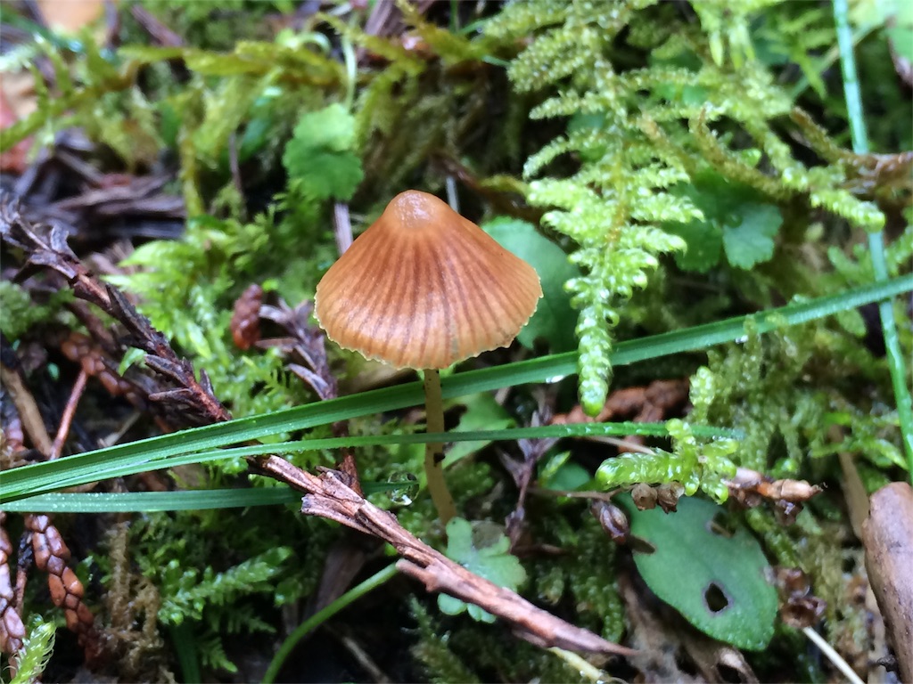 f:id:tasano-kona:20151223212735j:image f:id:tasano-kona:20151223212735j:image