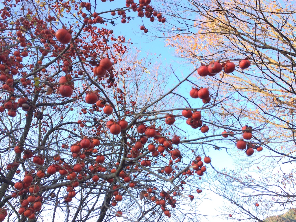 f:id:tasano-kona:20151226205156j:image f:id:tasano-kona:20151226205156j:image