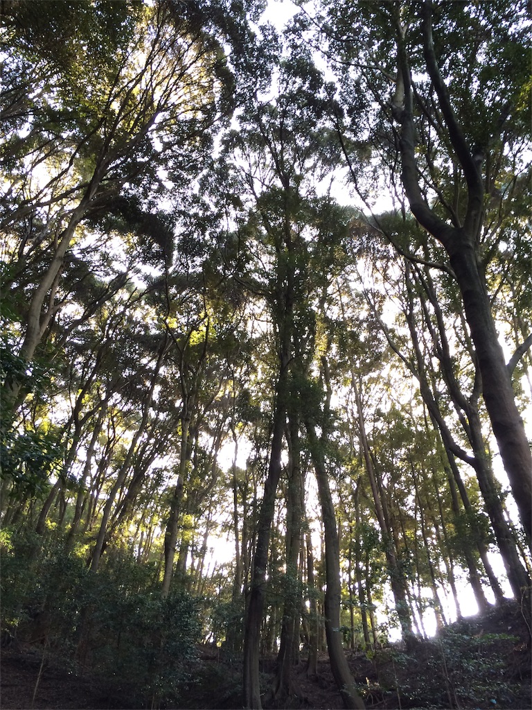 f:id:tasano-kona:20151226210111j:image f:id:tasano-kona:20151226210111j:image