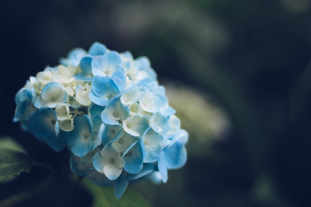 f:id:tatsu-n:20150625123522j:plain f:id:tatsu-n:20150625123522j:plain