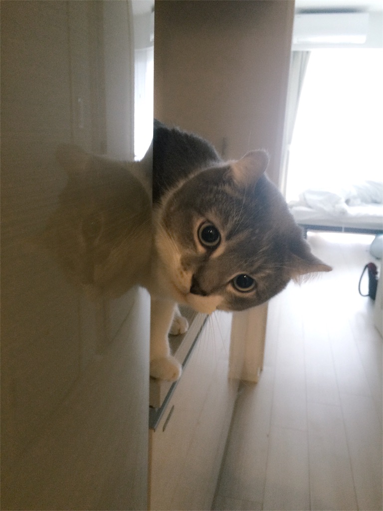 f:id:tatsuya7110:20160328122751j:image f:id:tatsuya7110:20160328122751j:image